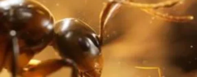 Empire of the Ants Free Download